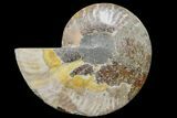 Agatized Ammonite Fossil (Half) - Crystal Filled Chambers #148024-1